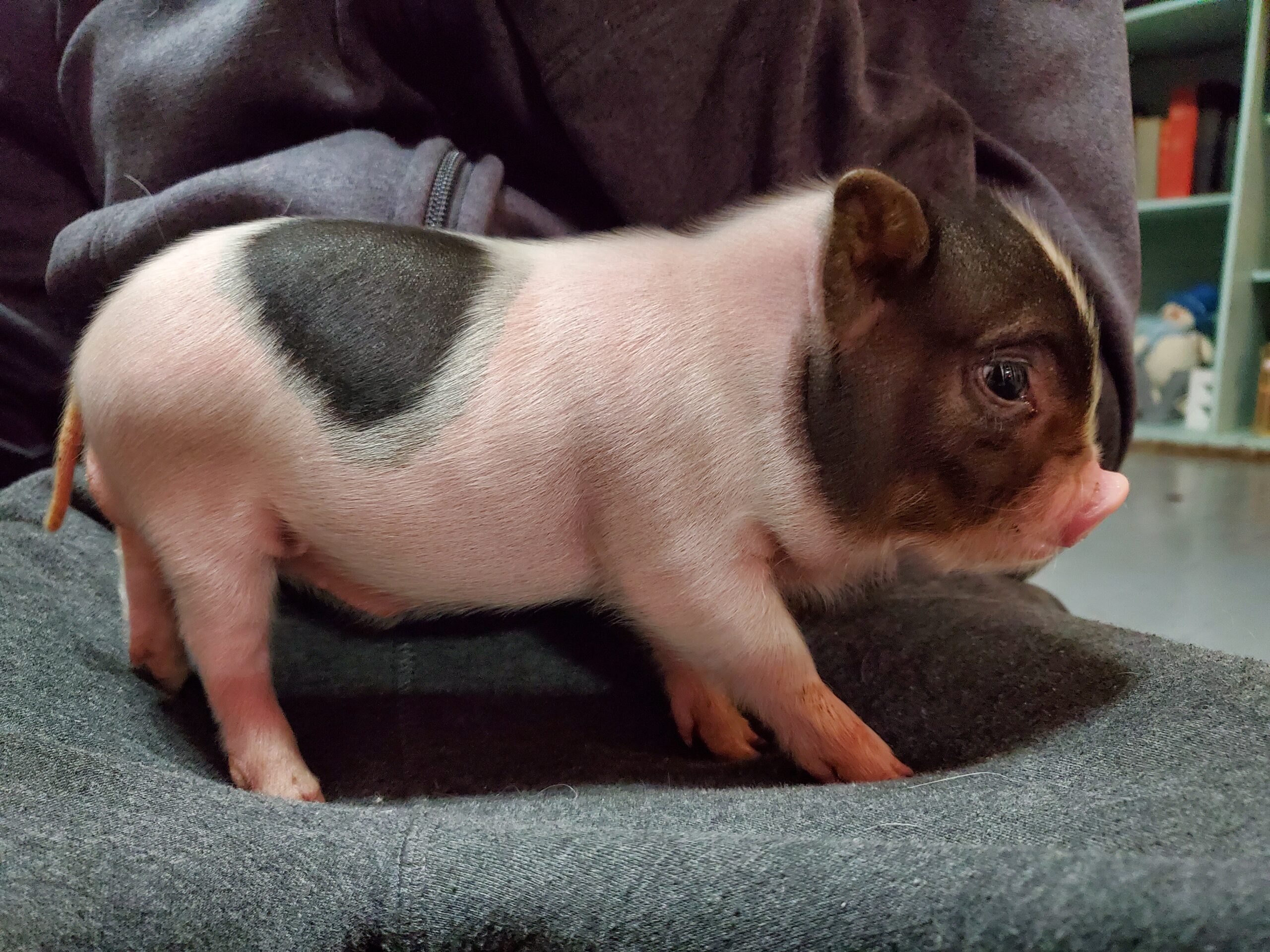 mini pigs for sale near me