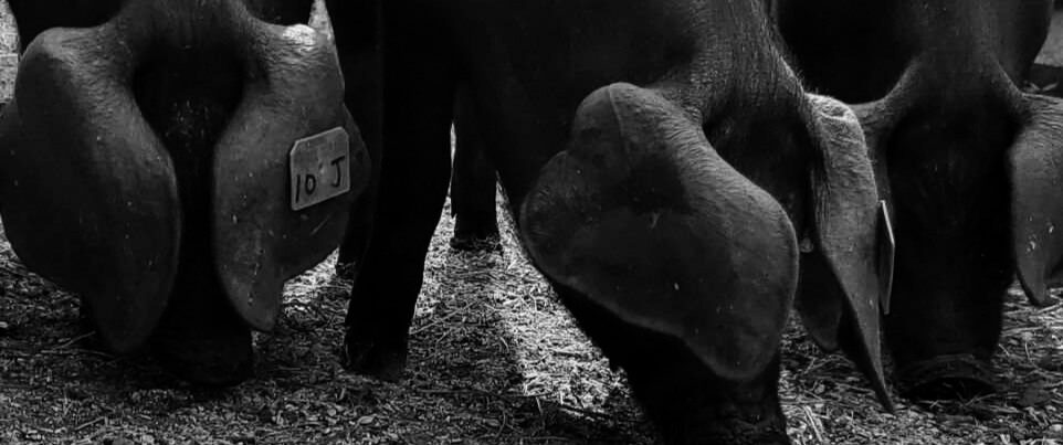 Large Blacks - Animals for Meat