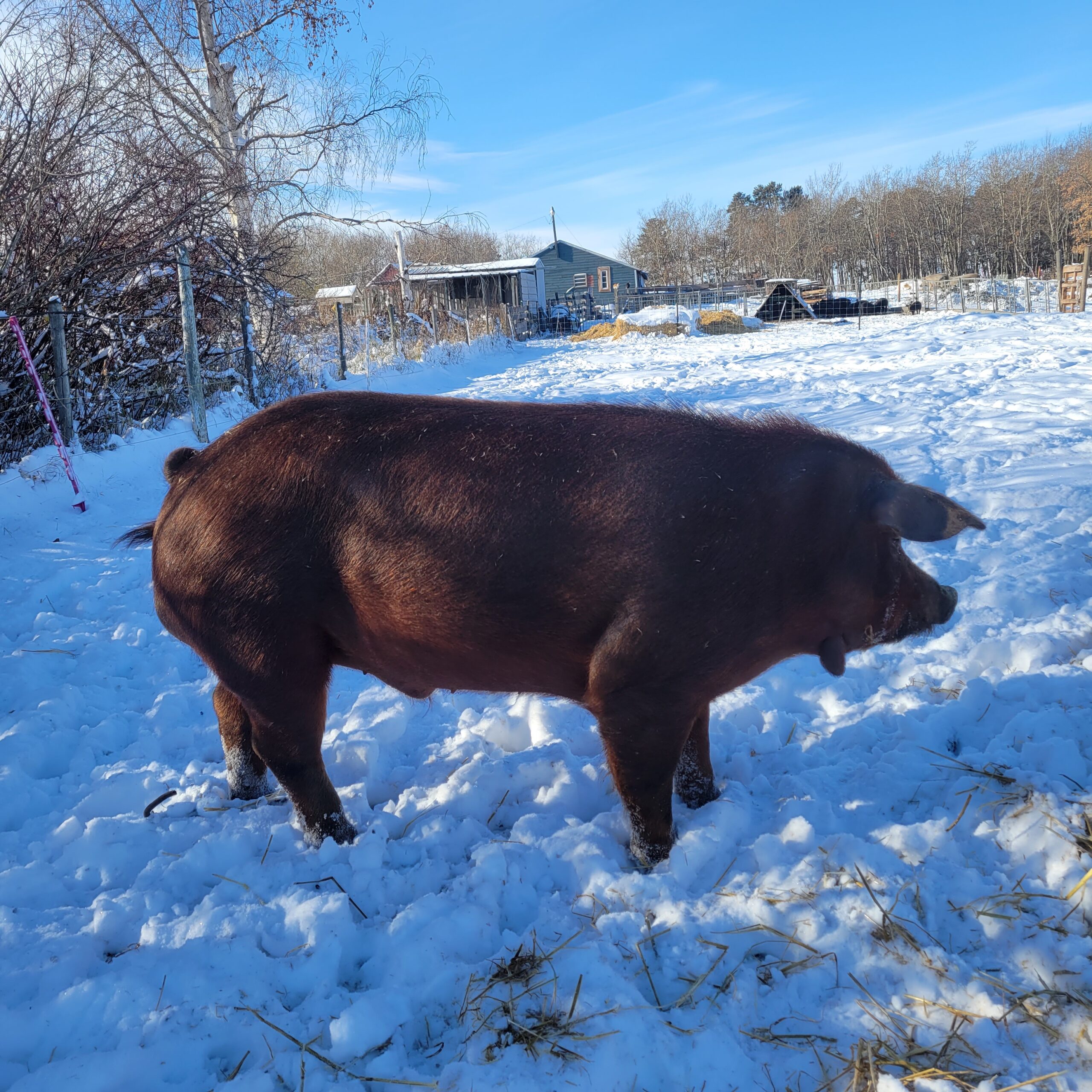 Red Wattle Pigs For Sale Hogs & Horns Homestead